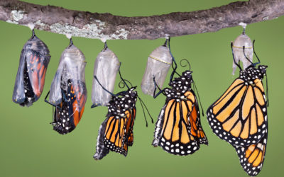 Metamorphosis (May 9)