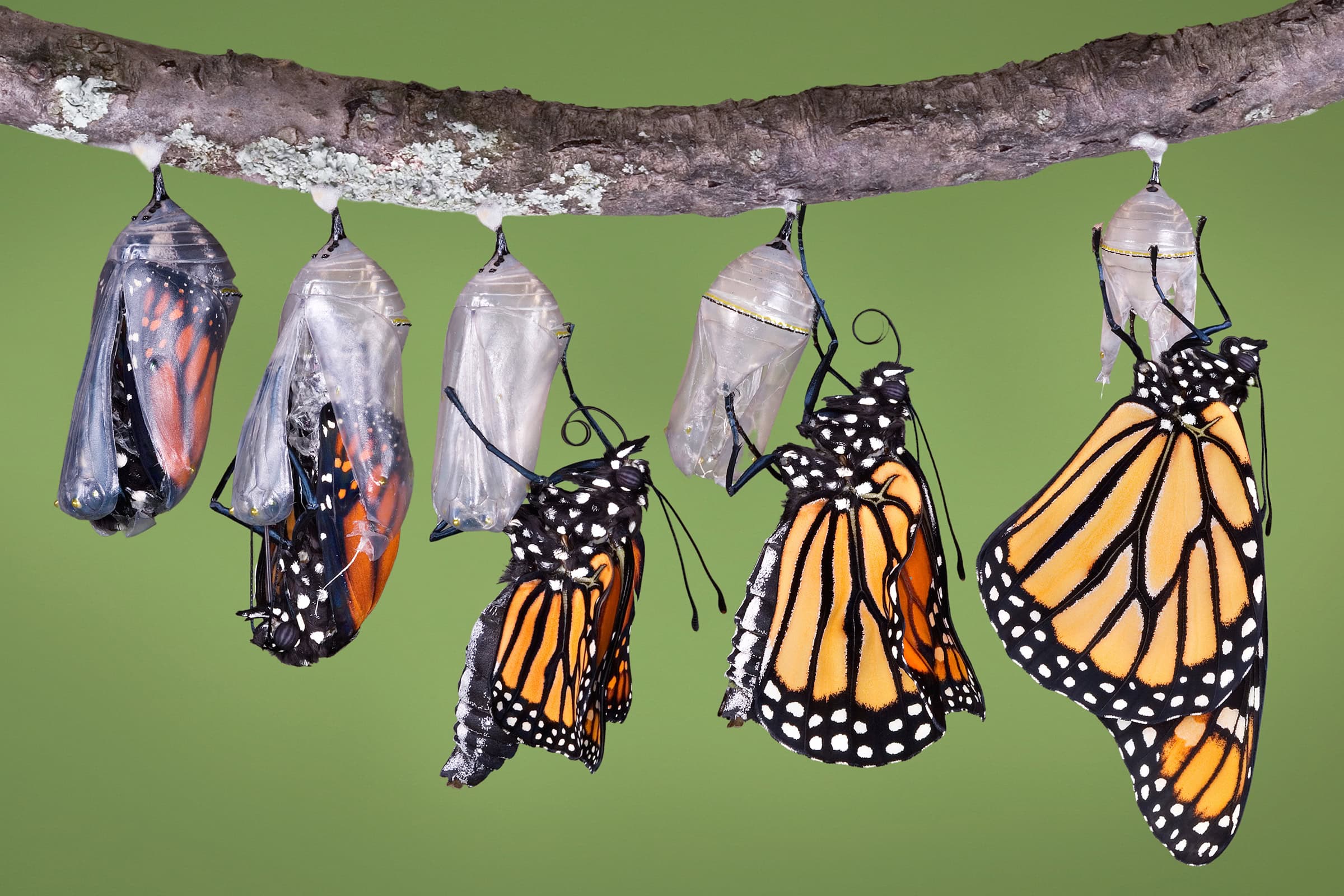Metamorphosis (May 9)