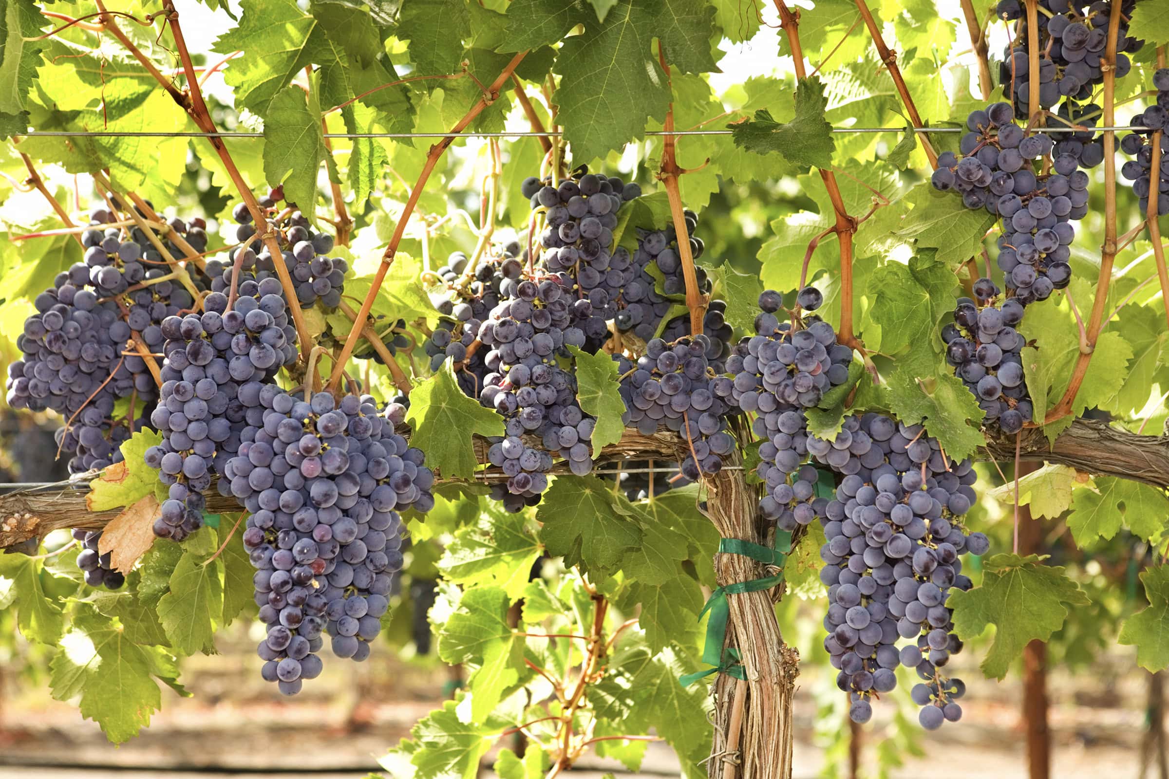 Fruit-Bearing Discipleship (June 13)