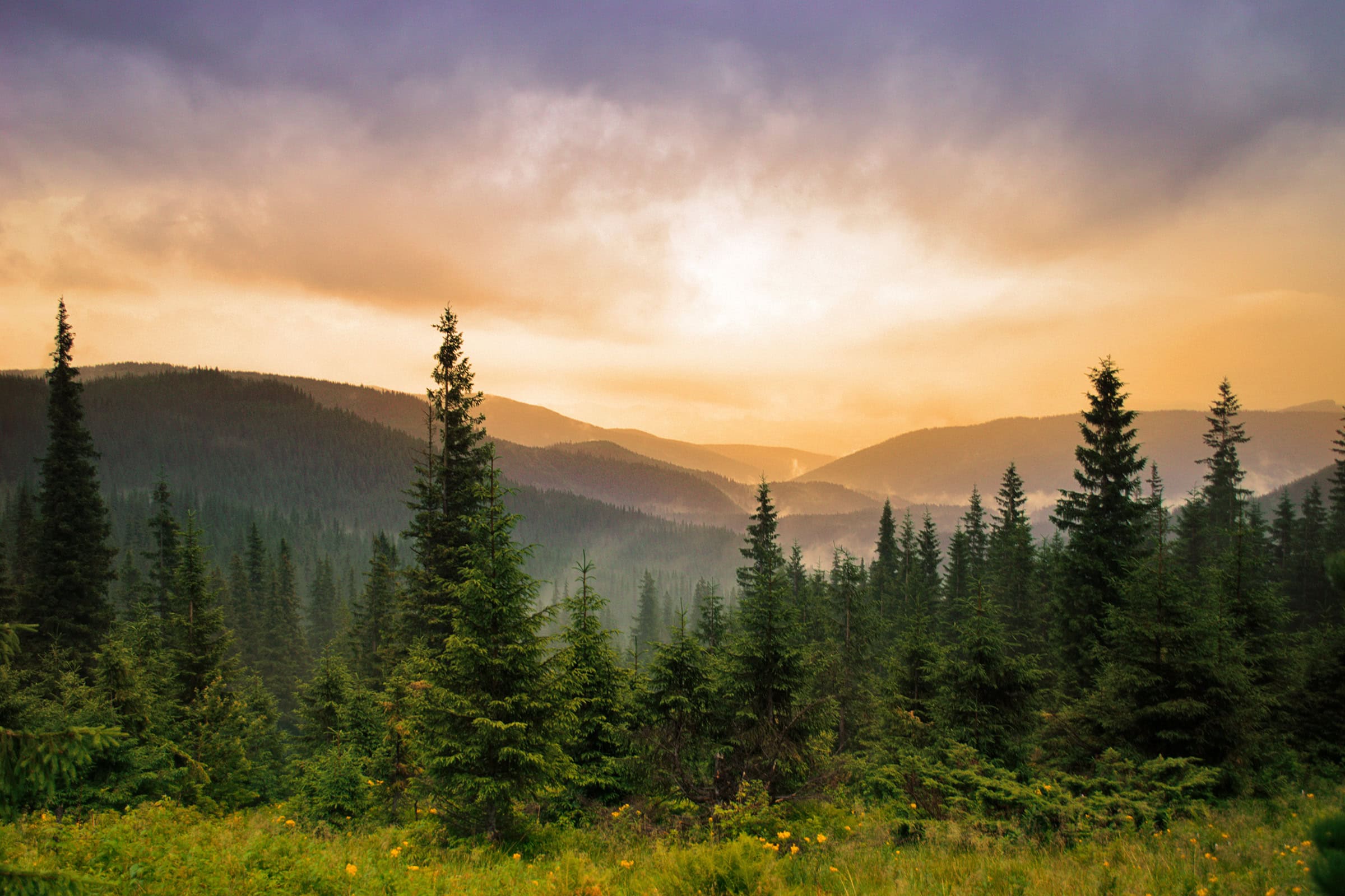 Evergreen (July 6)