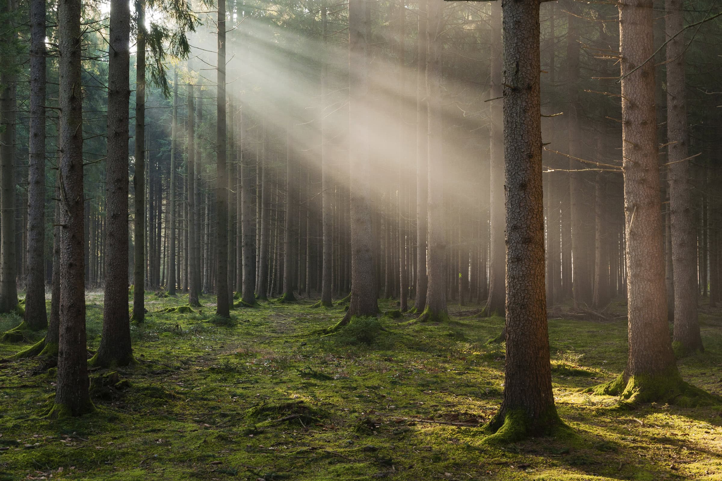 Resting in God's Sovereignty (August 6)