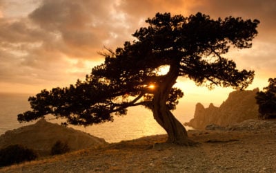 Stillness and Joy (September 23)