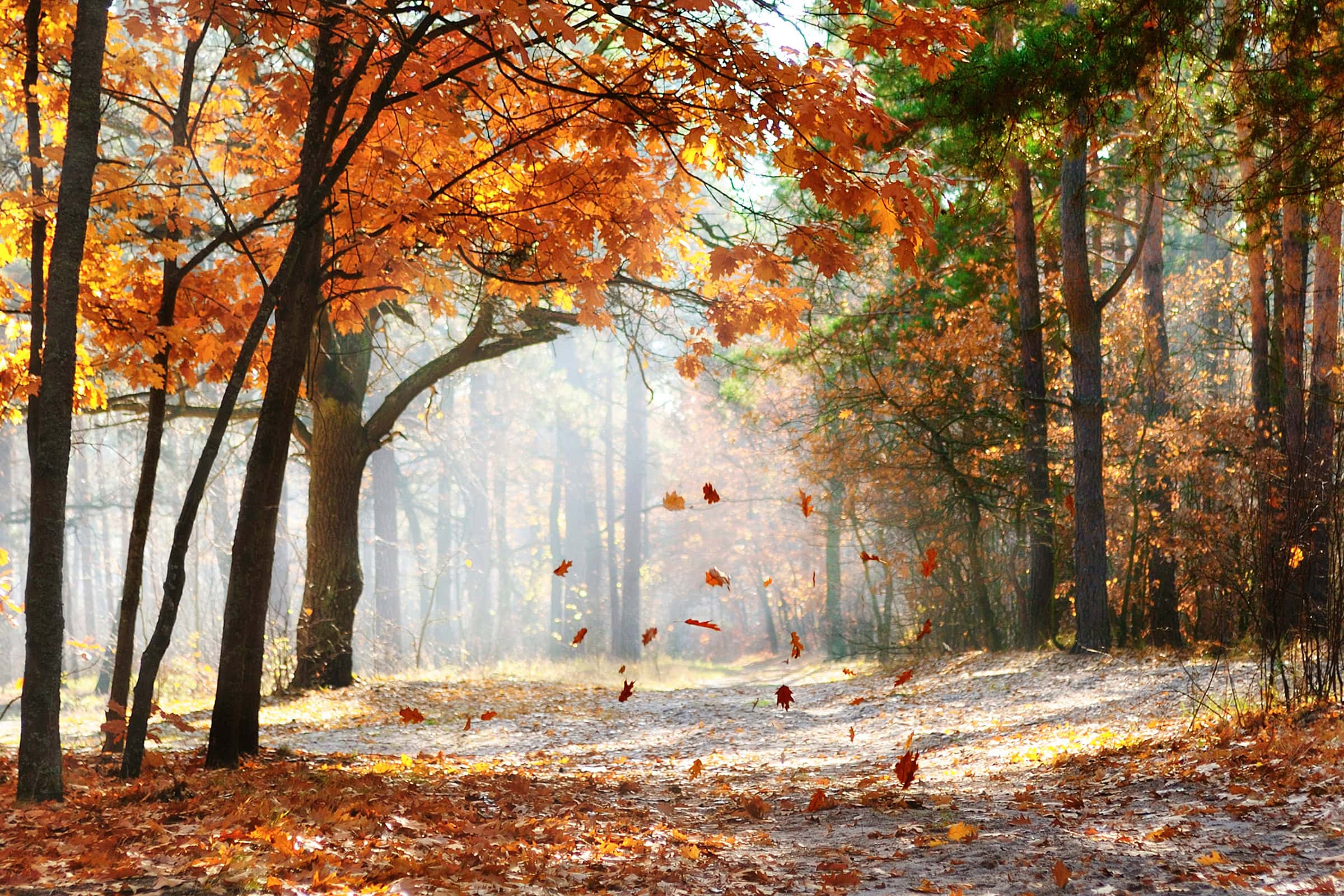 Poetry (October 17)