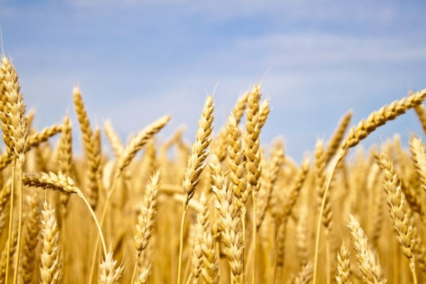 The Bountiful Harvest (November 23)