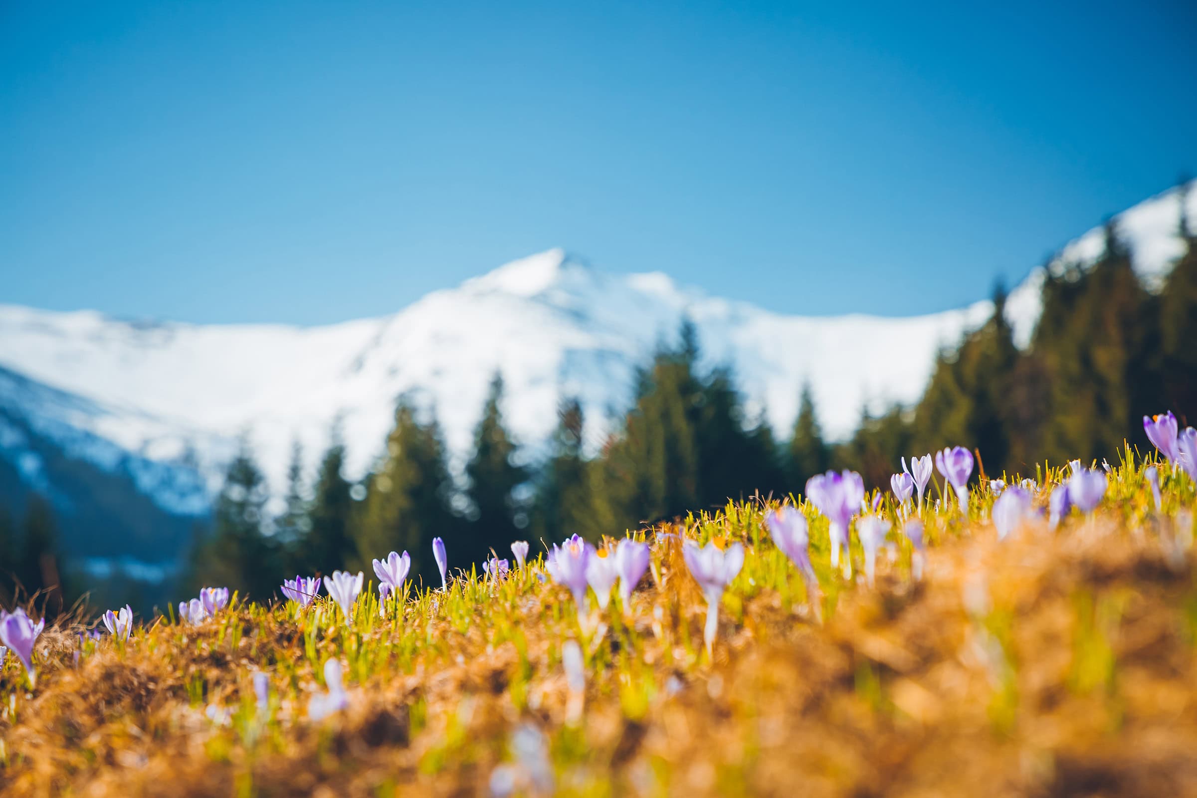 Gary Henry - Work Report - March 2025